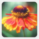 Suche nach zinnia aufkleber Natur
