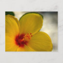 Suche nach gelber hibiskus postkarten Natur