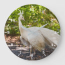 Suche nach weißer pfau Für sie/ihn