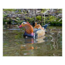 Suche nach mandarinenente Vogelvogel