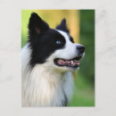 Suche nach hund postkarten Border collie
