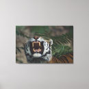 Suche nach sibirischer tiger leinwandbilder Wild lebende tiere