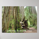 Suche nach redwood poster Natur