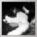 Suche nach loving poster Katze