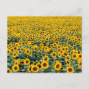 Suche nach sonnenblume staat postkarten Vereinte staaten