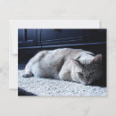 Suche nach verärgert postkarten Katze