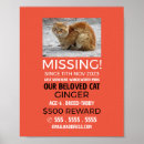 Suche nach haustiere poster Katze