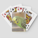 Suche nach kiwi spielkarten Vogelvogel