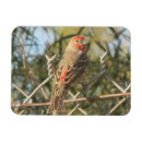 Suche nach fink magnete Rot