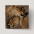 Suche nach panthera buttons Löwe