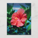 Suche nach hibiskus blume postkarten Hawaii