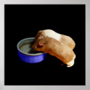 Suche nach zwei tiere poster Für kinder