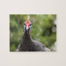 Suche nach bunte vögel puzzle Für kinder