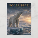 Suche nach arktis postkarten Eisbär