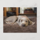 Suche nach weimaraner postkarten Welpe