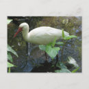 Suche nach ibis poster postkarten Vogelvogel