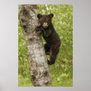 Suche nach schwarzer baum poster Süße bären