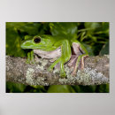Suche nach wirbeltiere poster Frosch