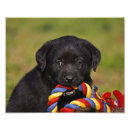 Suche nach labrador retriever poster Hund