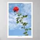 Suche nach red rose poster Blossom