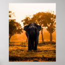 Suche nach sri poster Elefant