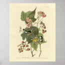 Suche nach audubon vögel poster Illustration