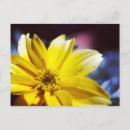 Suche nach gelbe blume postkarten Fotografie