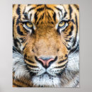 Suche nach big cat poster Wildlife