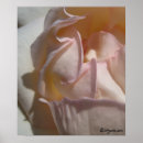 Suche nach schöne weiße rose kunst Rosa