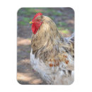 Suche nach brahma huhn wohnen zuhause Geflügel