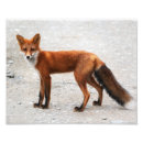 Suche nach roter fuchs Tier
