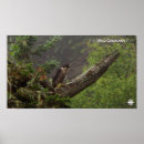 Suche nach dokumentarisch poster Tierwelt