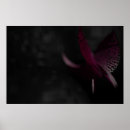 Suche nach rote orchidee poster Blume