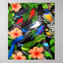 Suche nach birds of america poster Vögel