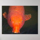 Suche nach japanese koi poster Carp