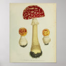 Suche nach roter pilz poster Illustration