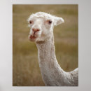 Suche nach sweets poster Funny