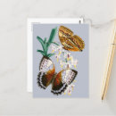 Suche nach schöner schmetterling postkarten Blumig