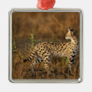 Suche nach kenya ornamente Tierwelt