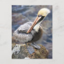 Suche nach seevögel poster Felsen