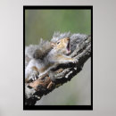 Suche nach funny squirrel poster Eichhörnchen