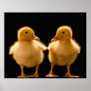 Suche nach gelbe ente poster Tier