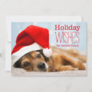 Suche nach roter hund karten Nahaufnahme