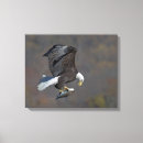 Suche nach adler leinwandbilder Raubtier