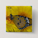Suche nach tropischer schmetterling buttons Insekt