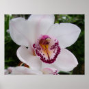 Suche nach weiße orchideen poster Natur