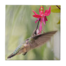 Suche nach fuchsie fliesen Natur