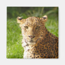 Suche nach wild lebende tiere magnete Katze