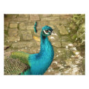 Suche nach schöner pfau poster Grün