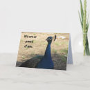 Suche nach stolzer pfau postkarten Abschluss